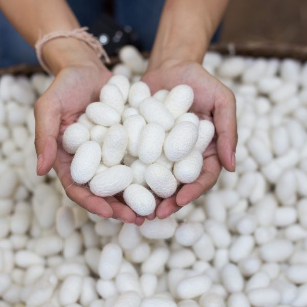 woman hand holding white silk cocoon