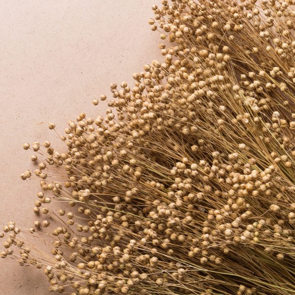 plant dry flax on a beige background, a bunch of flax, a lot of dry plants, a copy space