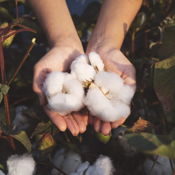 In the hands of the cotton grower harvested cotton
